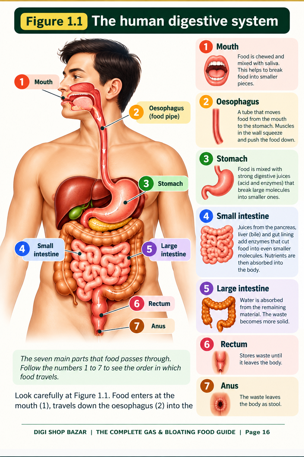 Food alternatives ebook preview page 4